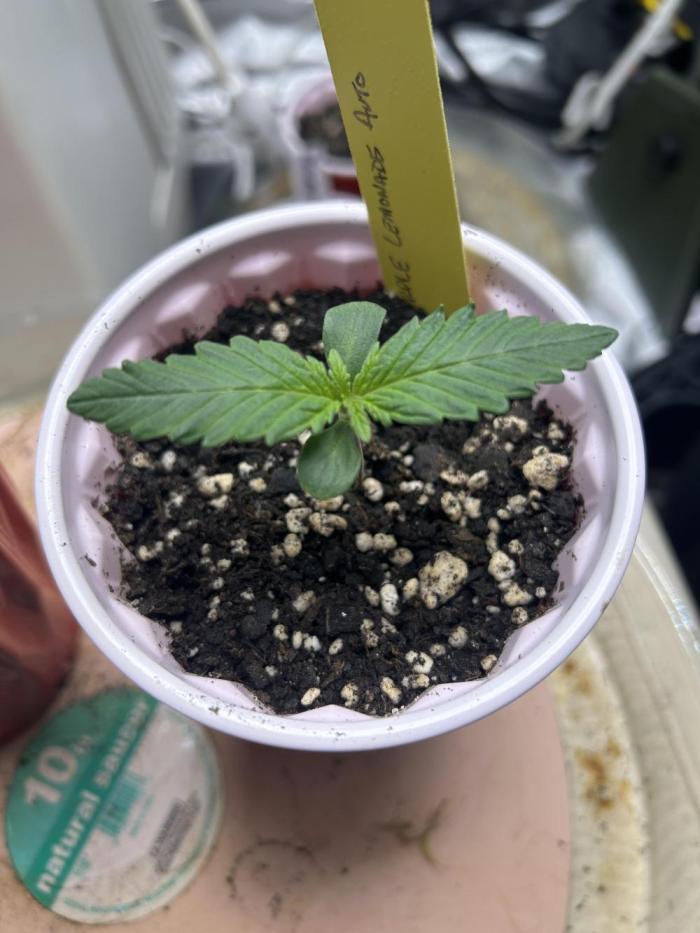 Purple Lemonade Auto. Week 1