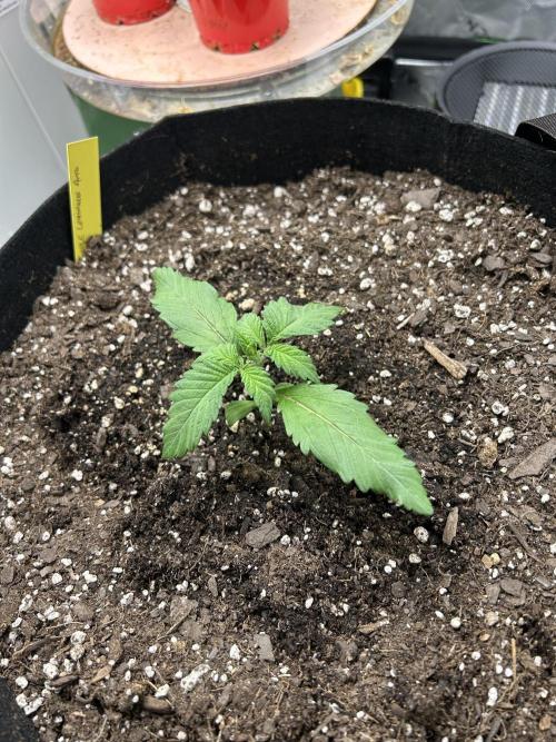 Purple Lemonade Auto. Week 2