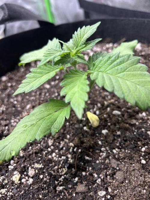 Purple Lemonade Auto. Week 2 - Growth seems a bit slow.  Increased strength of nutrients.