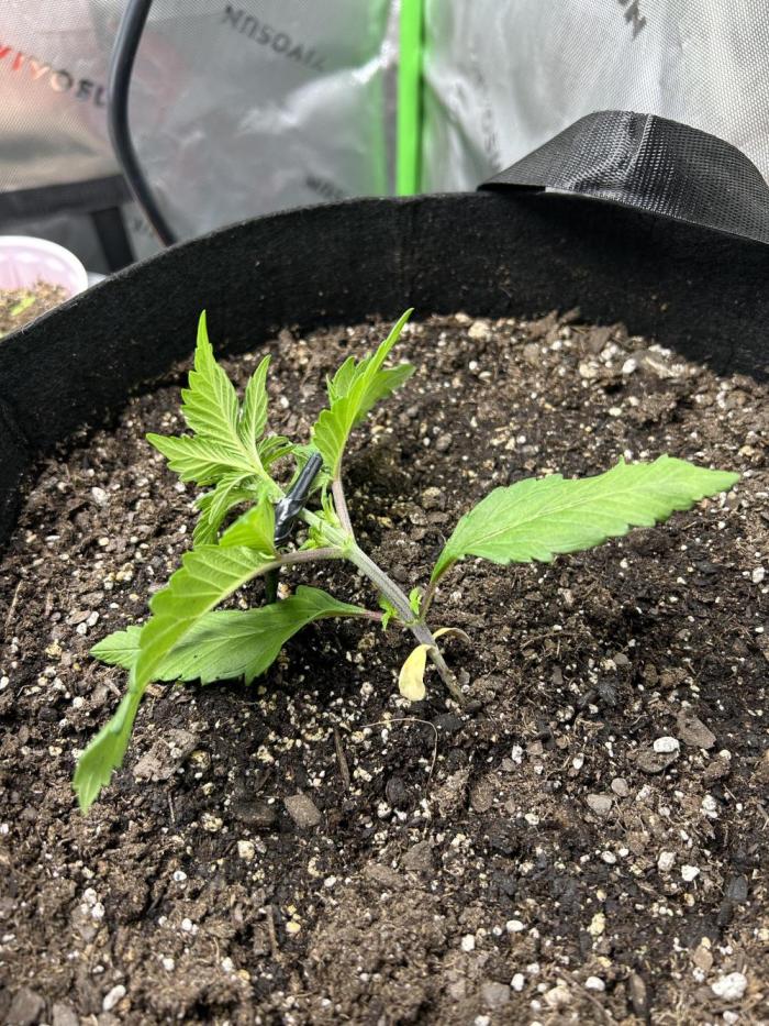 Purple Lemonade Auto. Week 3