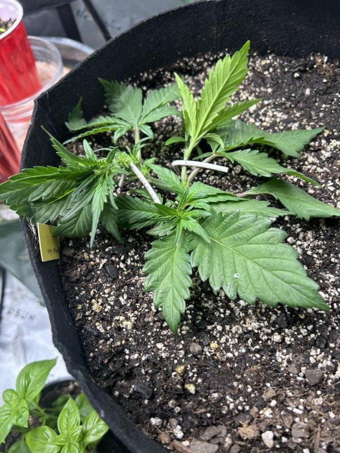 Purple Lemonade Auto. Week 4