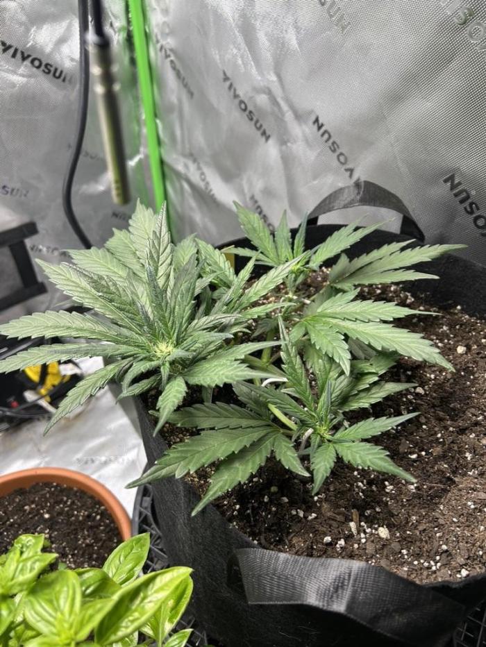 Purple Lemonade Auto. Week 5