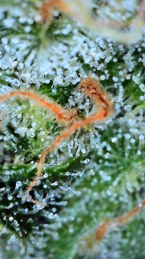 Purple Lemonade Auto. Week 8