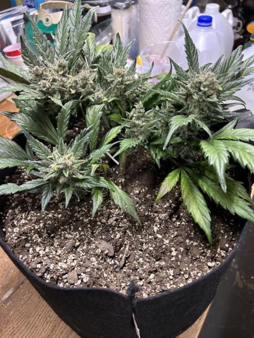 Purple Lemonade Auto. Week 9