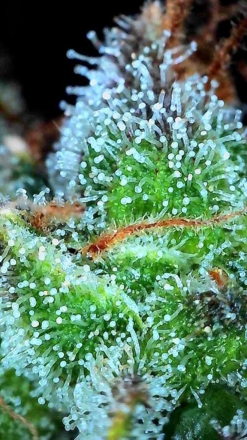 Purple Lemonade Auto. Week 9