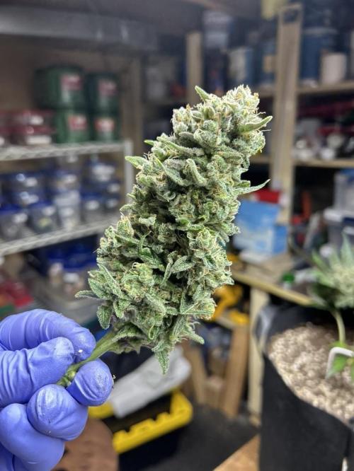 Purple Lemonade Auto. Week 9