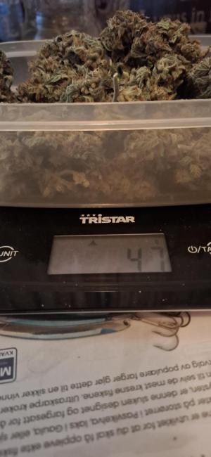 Comment by Barrabass photo #1