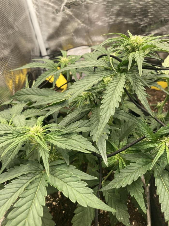 Apple Fritter Auto First tent grow. Week 1 - 🍎🥧