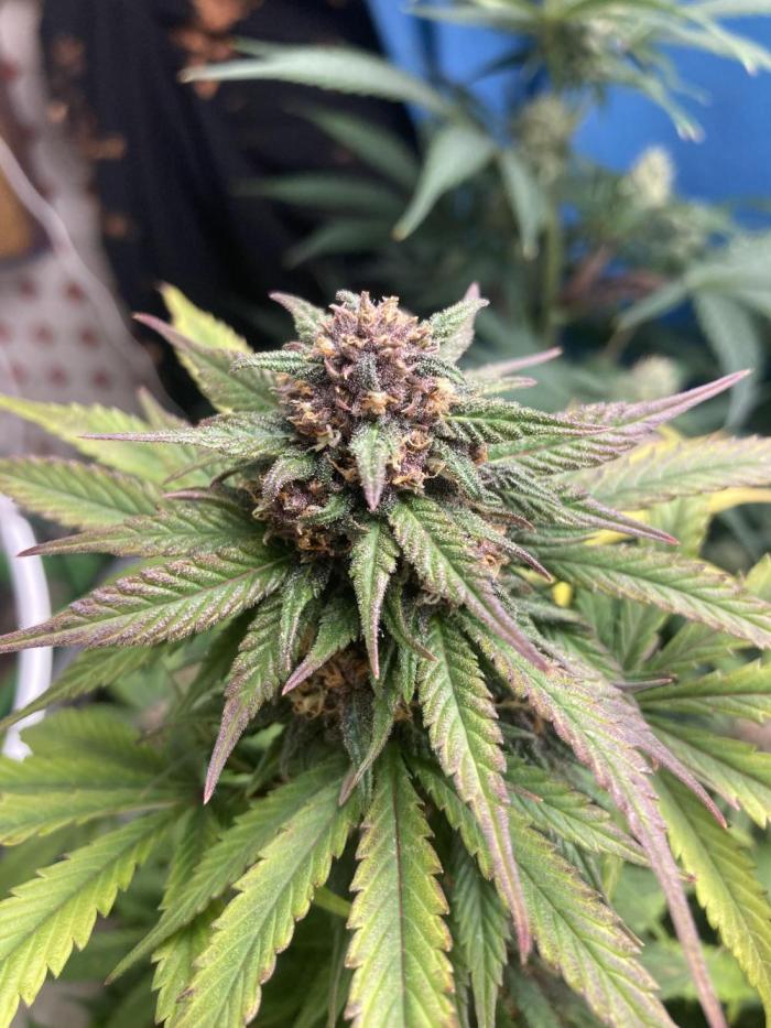 Fastbuds and RQS F1 firstgrow. Week 3