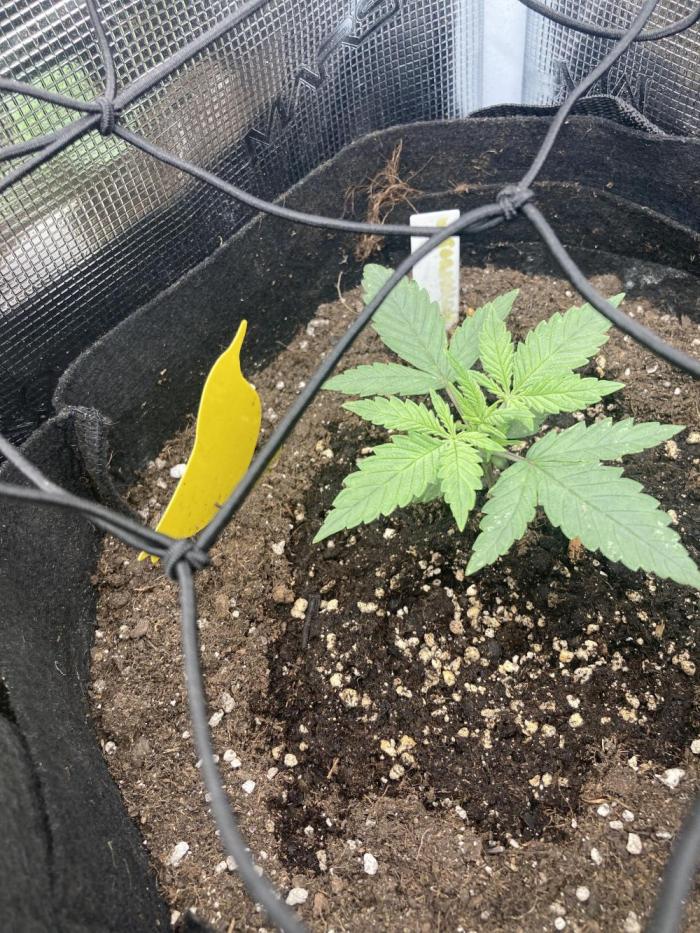 Watermelon synganic try run. Week 1 - 🍉🍉