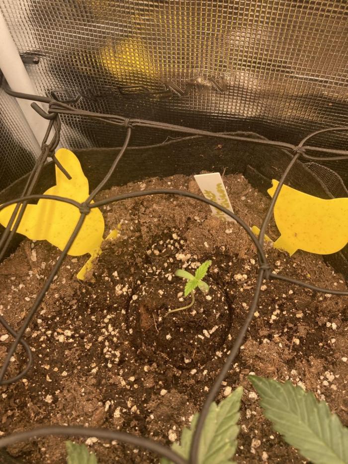 Sherbet queen pre amended soil try run. Week 0 - ☘️