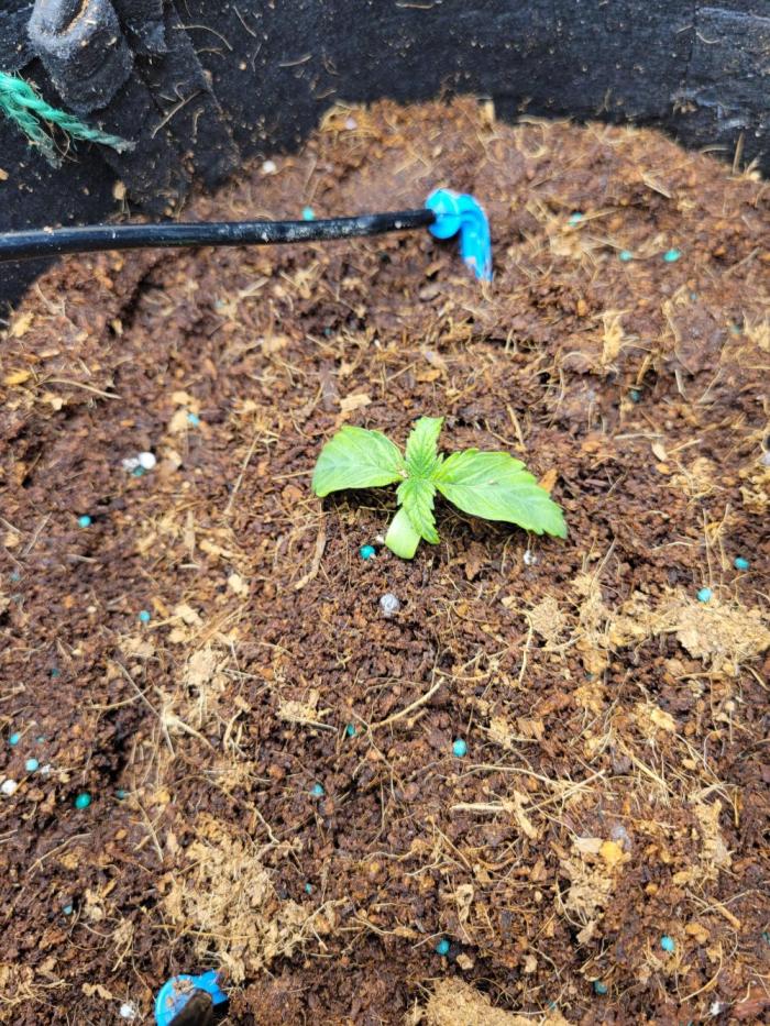 Sensi amnesia autoflower. Week 3