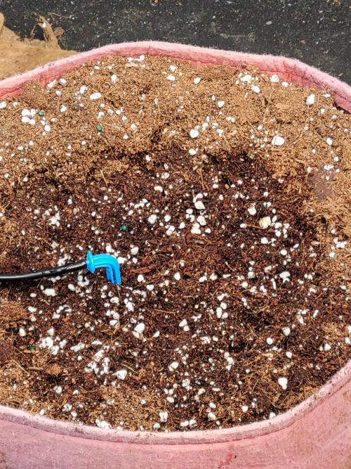 Bahama mama auto. Week 1 - Sprout dropped into forever home with phenos 