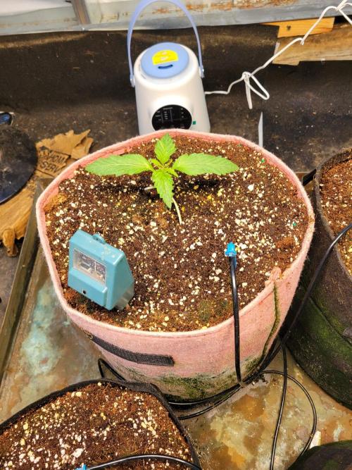 Bahama mama auto. Week 3 - Lst