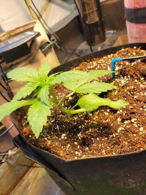 Critical purple kush. Week 4