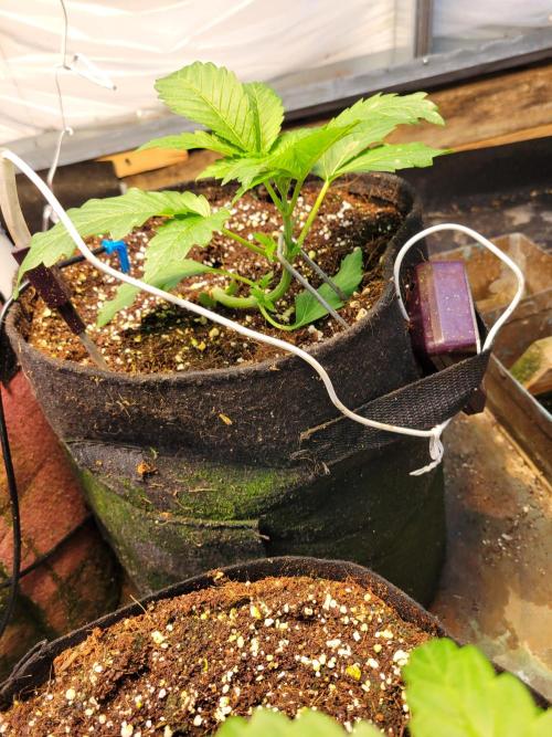 Critical purple kush. Week 4