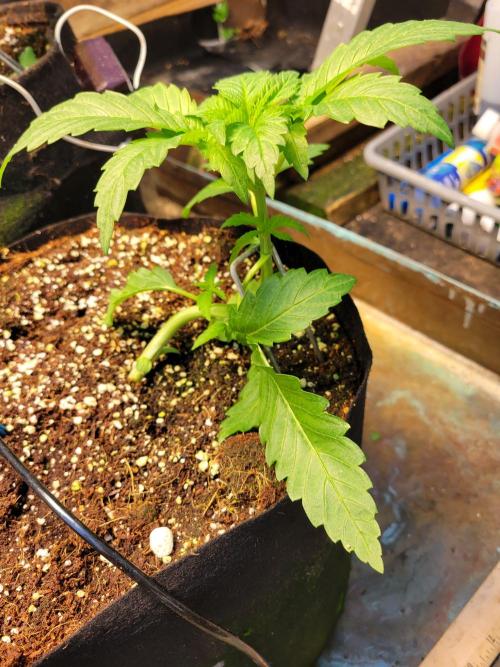 Critical purple kush. Week 4