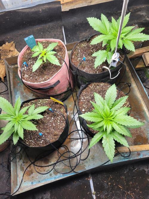 Bahama mama auto. Week 4