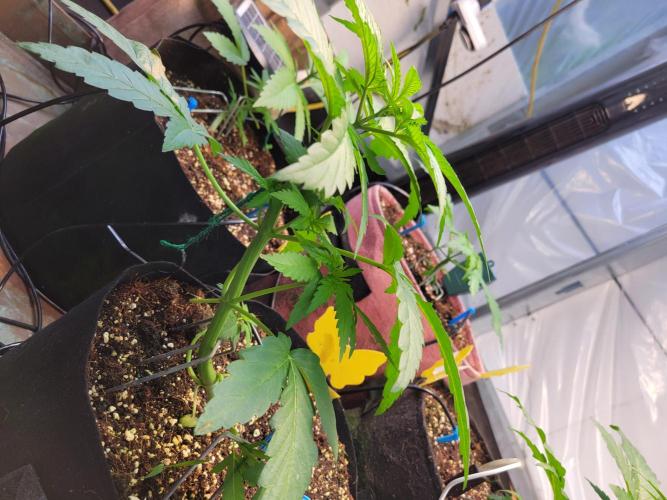Critical purple kush. Week 5