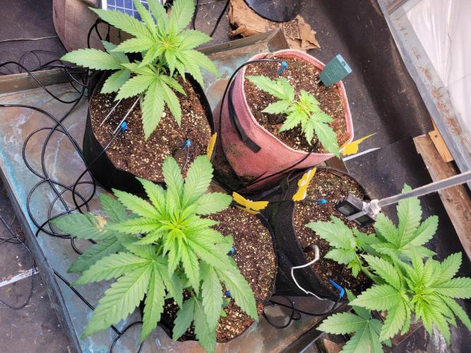Critical purple kush. Week 5