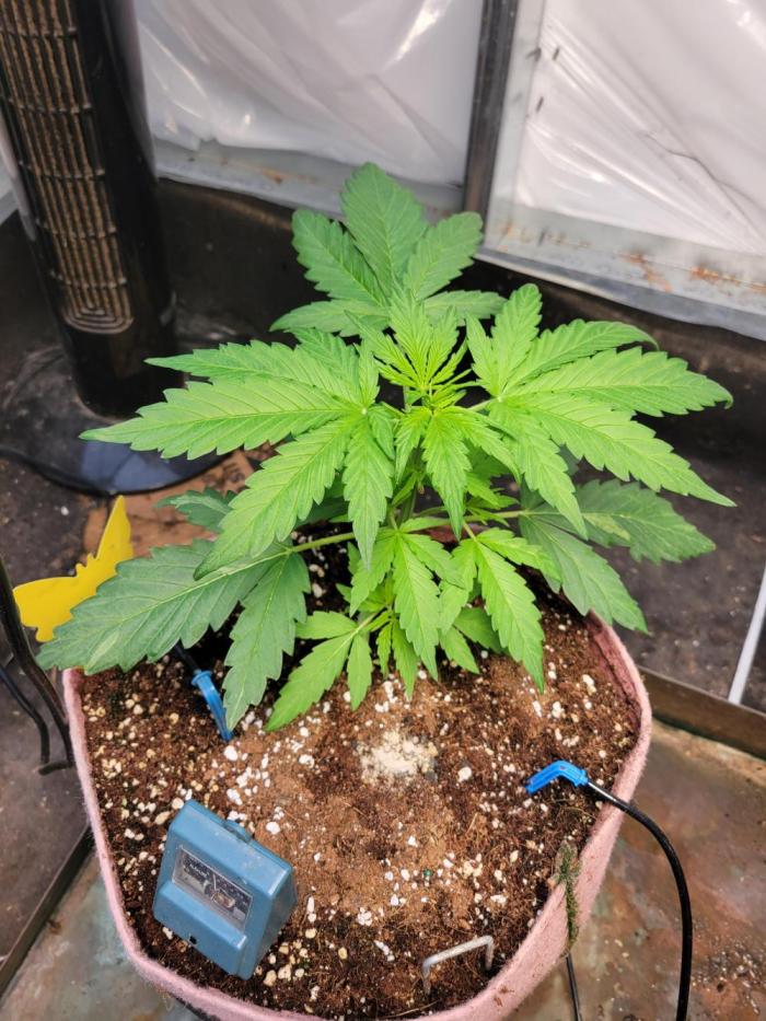 Bahama mama auto. Week 5 - Lst so height is affected. Looks great