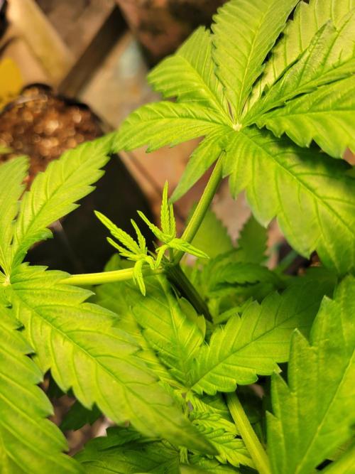 Critical purple kush. Week 6