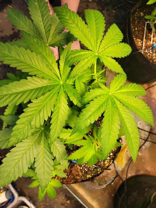 Critical purple kush. Week 6