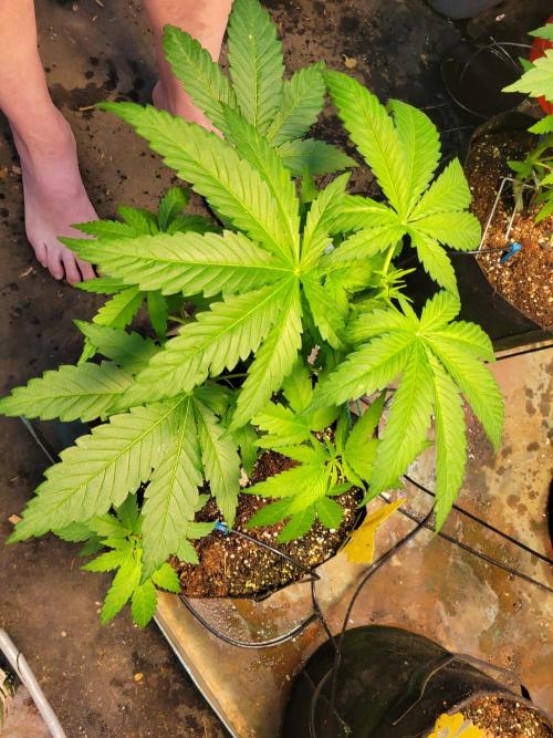 Critical purple kush. Week 6