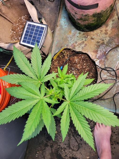 Critical purple kush. Week 6