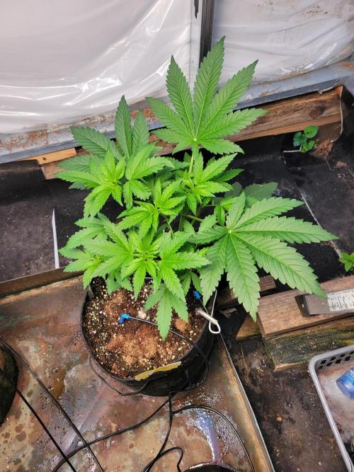 Critical purple kush. Week 6