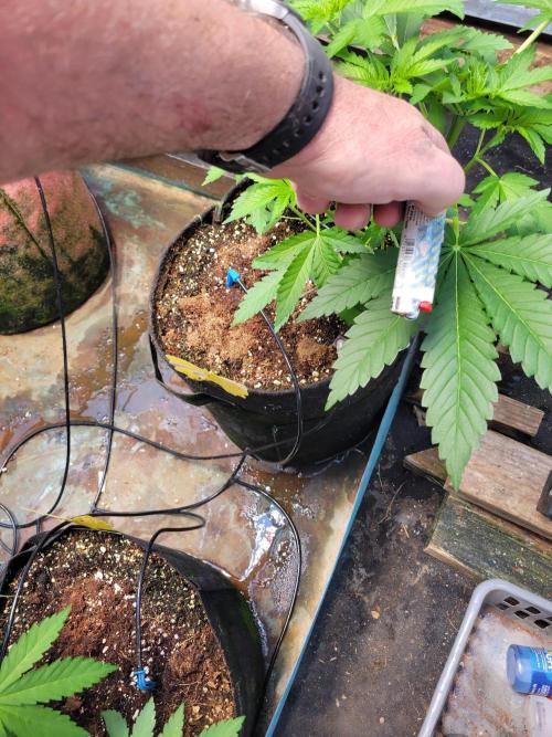 Critical purple kush. Week 6