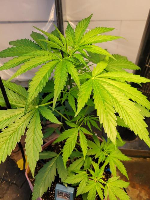 Bahama mama auto. Week 6