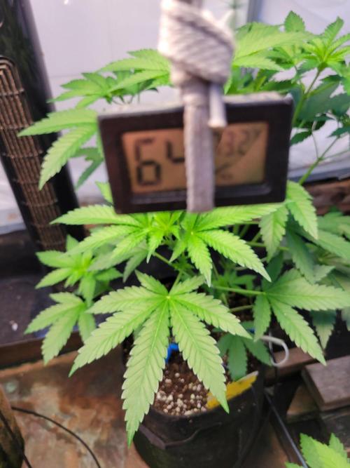 Bahama mama auto. Week 6 - Morning temp and humidity 