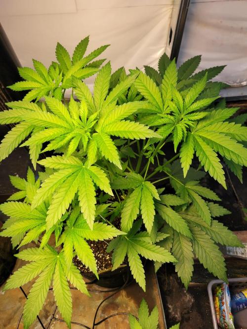 Critical purple kush. Week 7