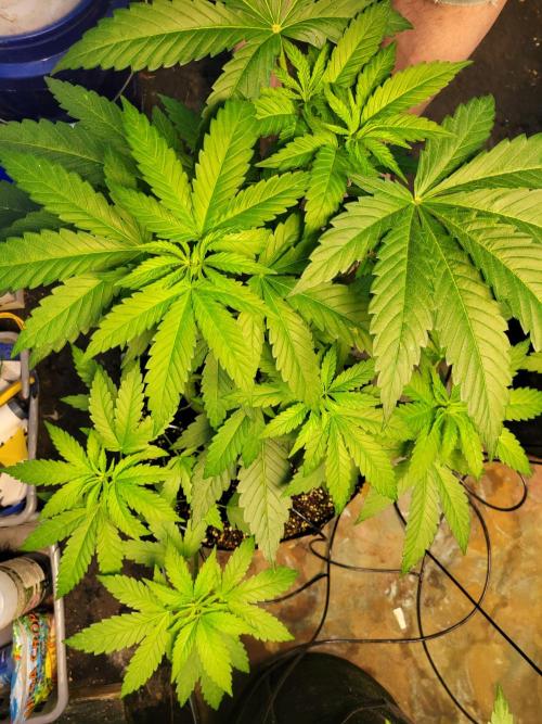 Critical purple kush. Week 7