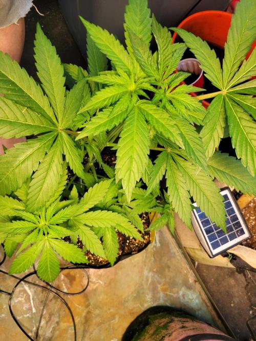 Critical purple kush. Week 7
