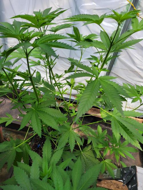 Bahama mama auto. Week 7