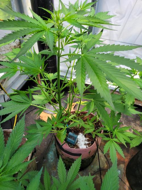 Bahama mama auto. Week 7