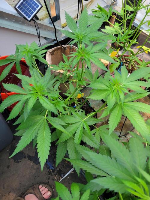 Critical purple kush. Week 8