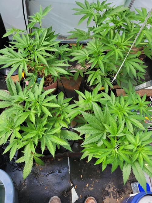 Coco Natural. Week 8