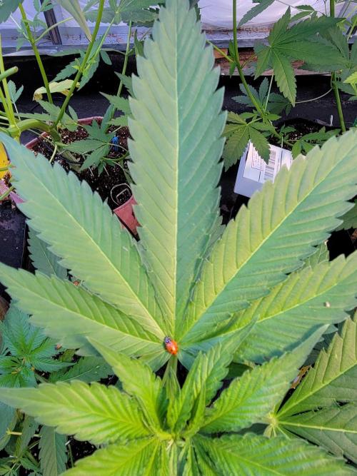 Critical purple kush. Week 8