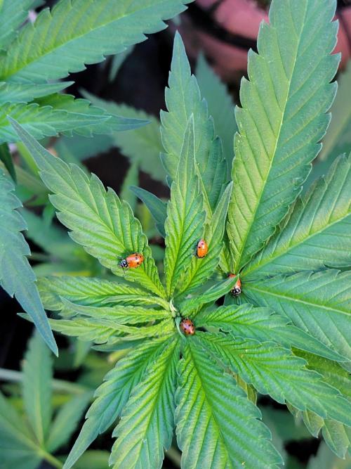 Critical purple kush. Week 8