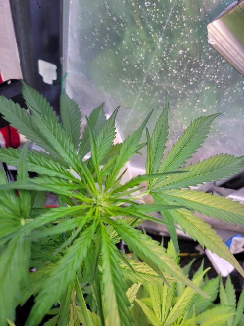 Bahama mama auto. Week 8