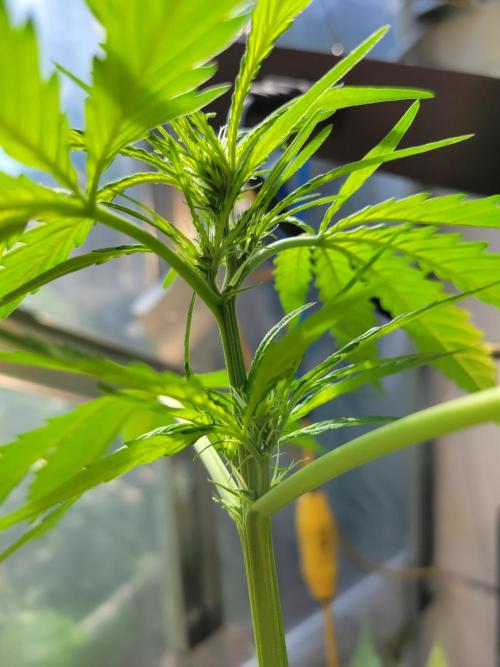 Bahama mama auto. Week 8