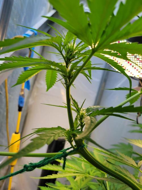 Bahama mama auto. Week 8