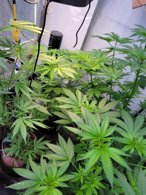 Critical purple kush. Week 9