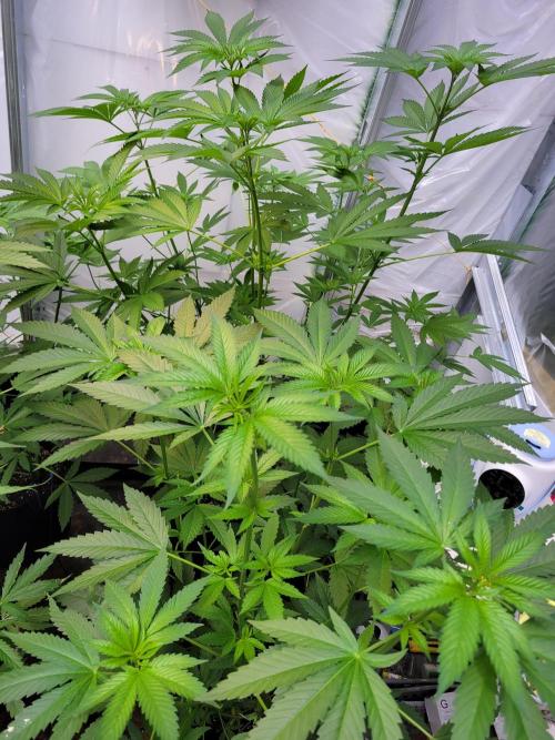 Coco Natural. Week 9