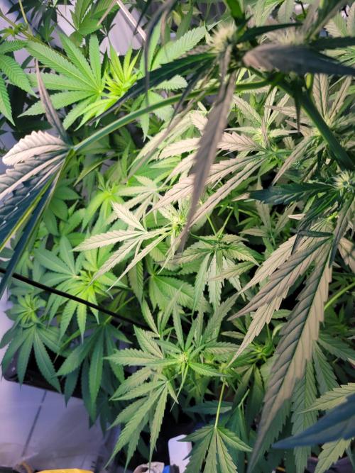 Bahama mama auto. Week 9