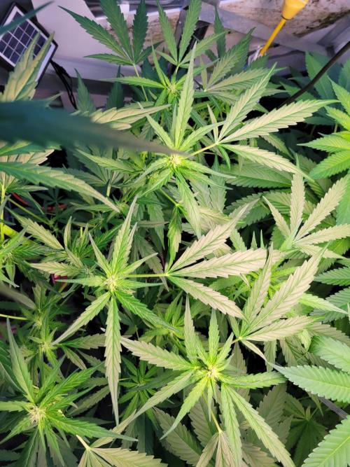Bahama mama auto. Week 9