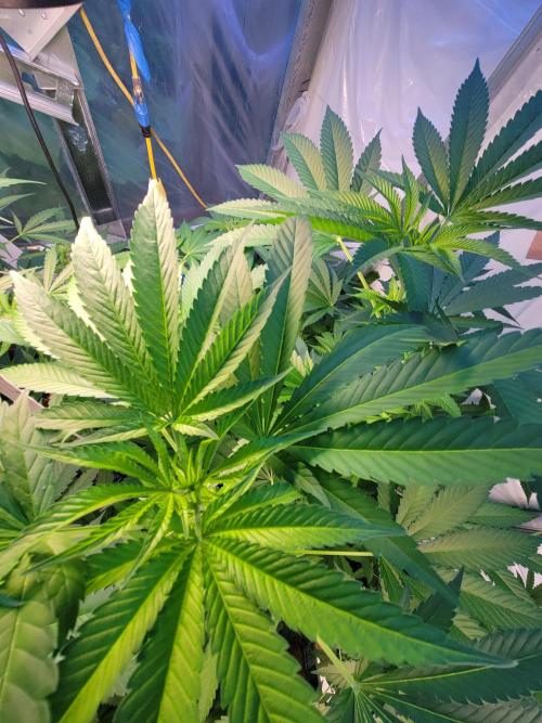 Critical purple kush. Week 10